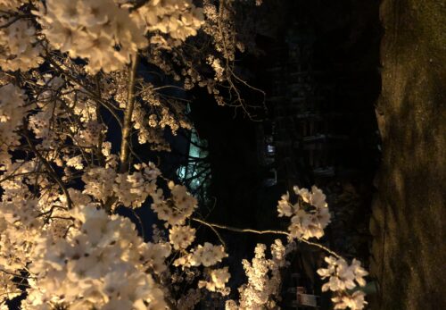 桜　彦根城